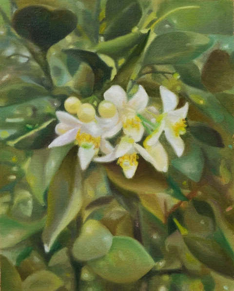White citrus blossoms surrounded by glossy green leaves.