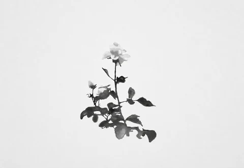 Small rose plant with several blossoms and dark leaves isolated on a pale background.