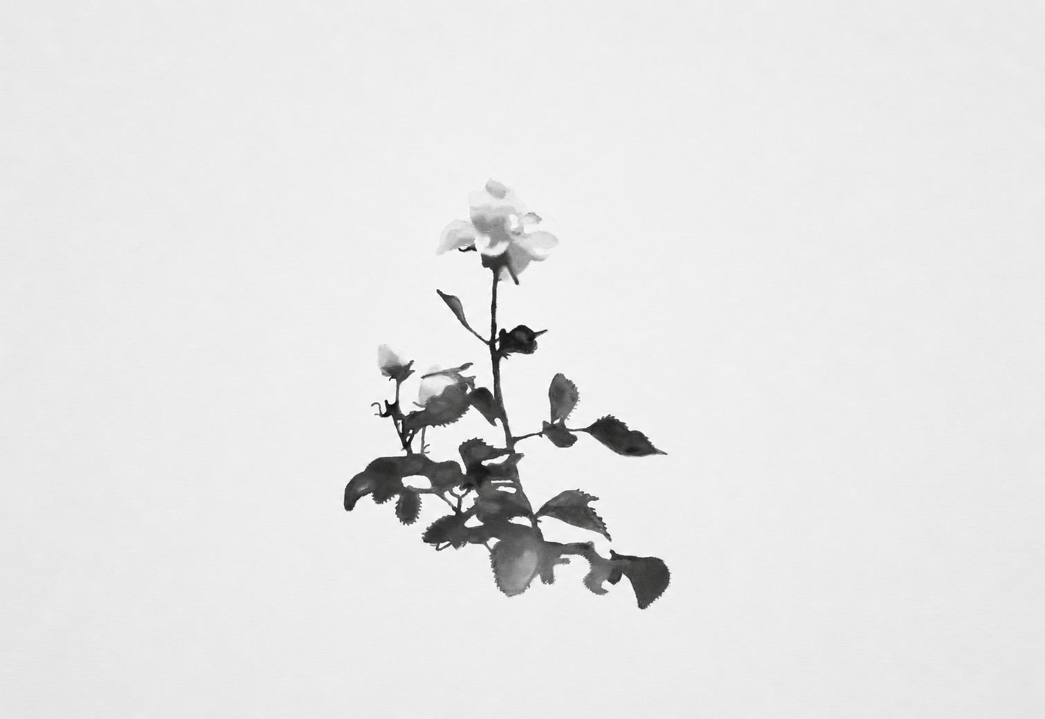 Small rose plant with several blossoms and dark leaves isolated on a pale background.